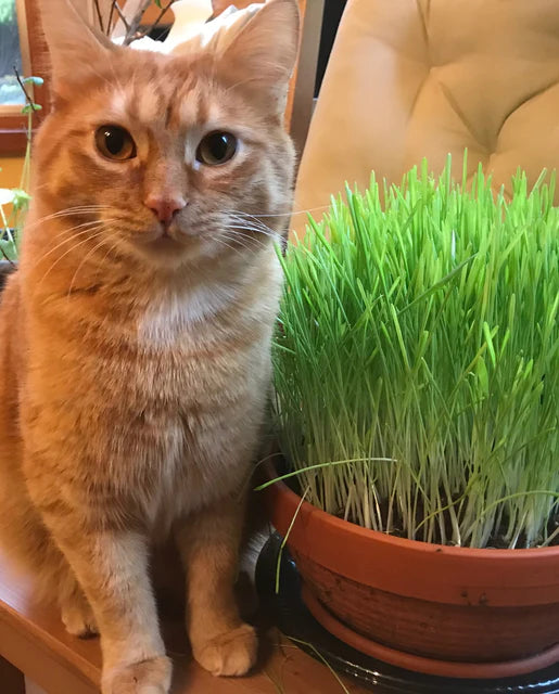 Seeds | Cat grass