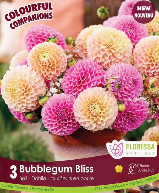 Dahlia Tubers | Melon Mist combo pack