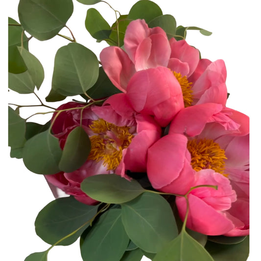 Peonia Dreams