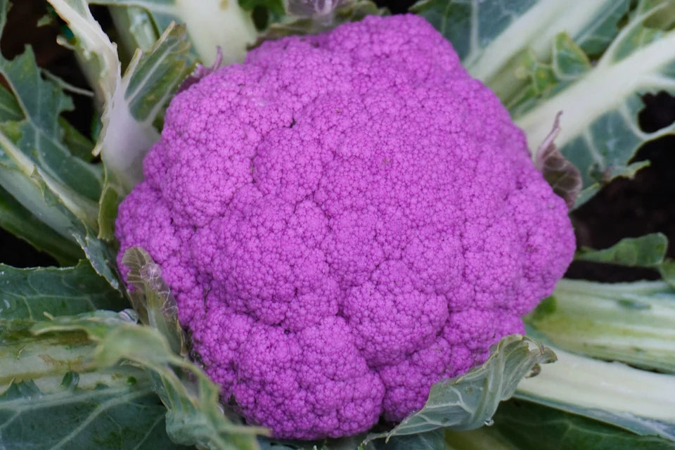 Seeds | Cauliflower Purple Moon F1
