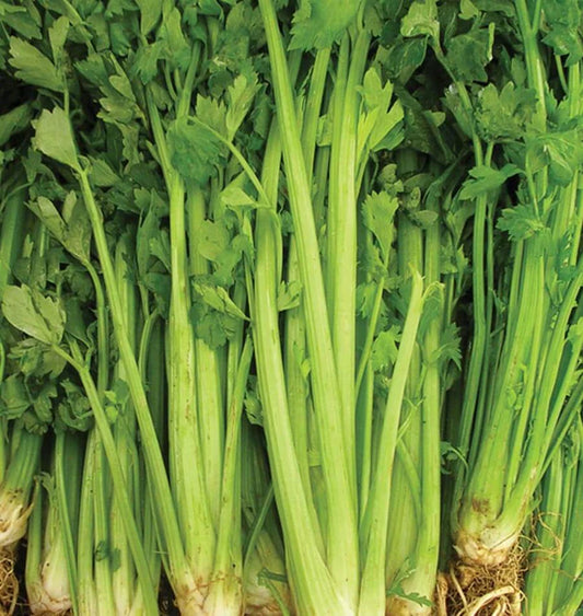 Seeds | Celery Tall Utah 52-70