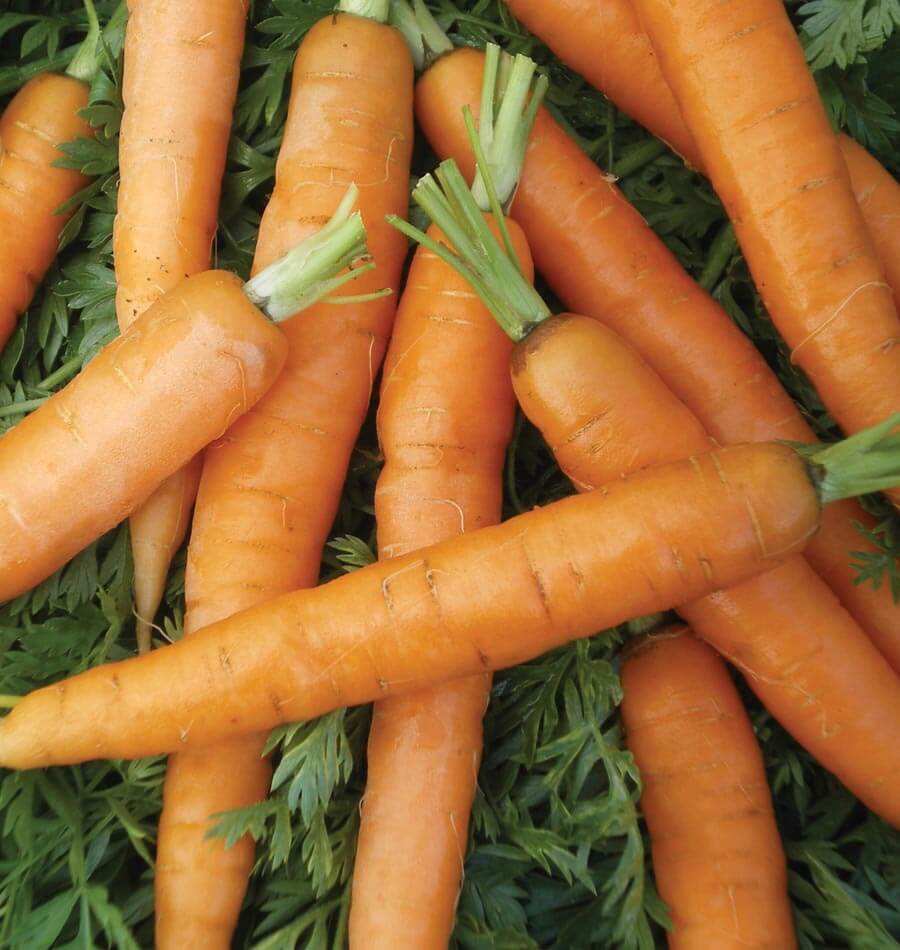 Seeds | Carrots Little Fingers