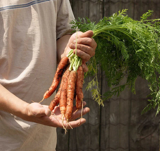 Seed Tapes | Carrots Nantes