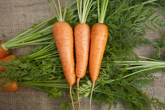 Seed Tapes | Carrots  Chantenay