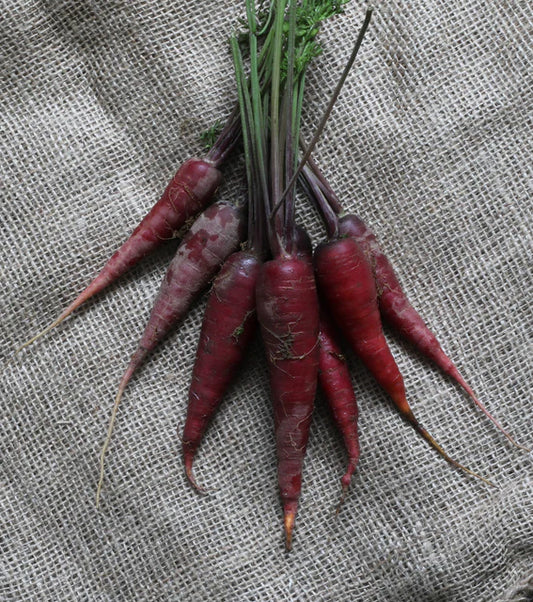 Seeds | Carrots Cosmic Purple