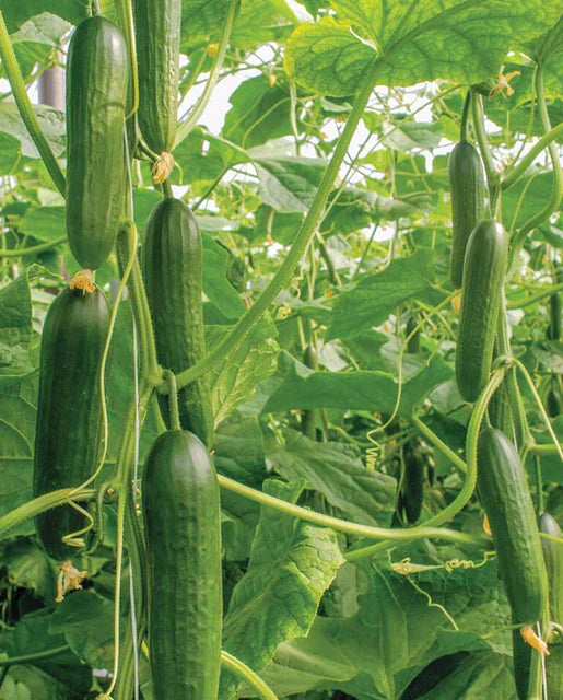 Seeds | Cucumbers Socrates F1 Certified Organic
