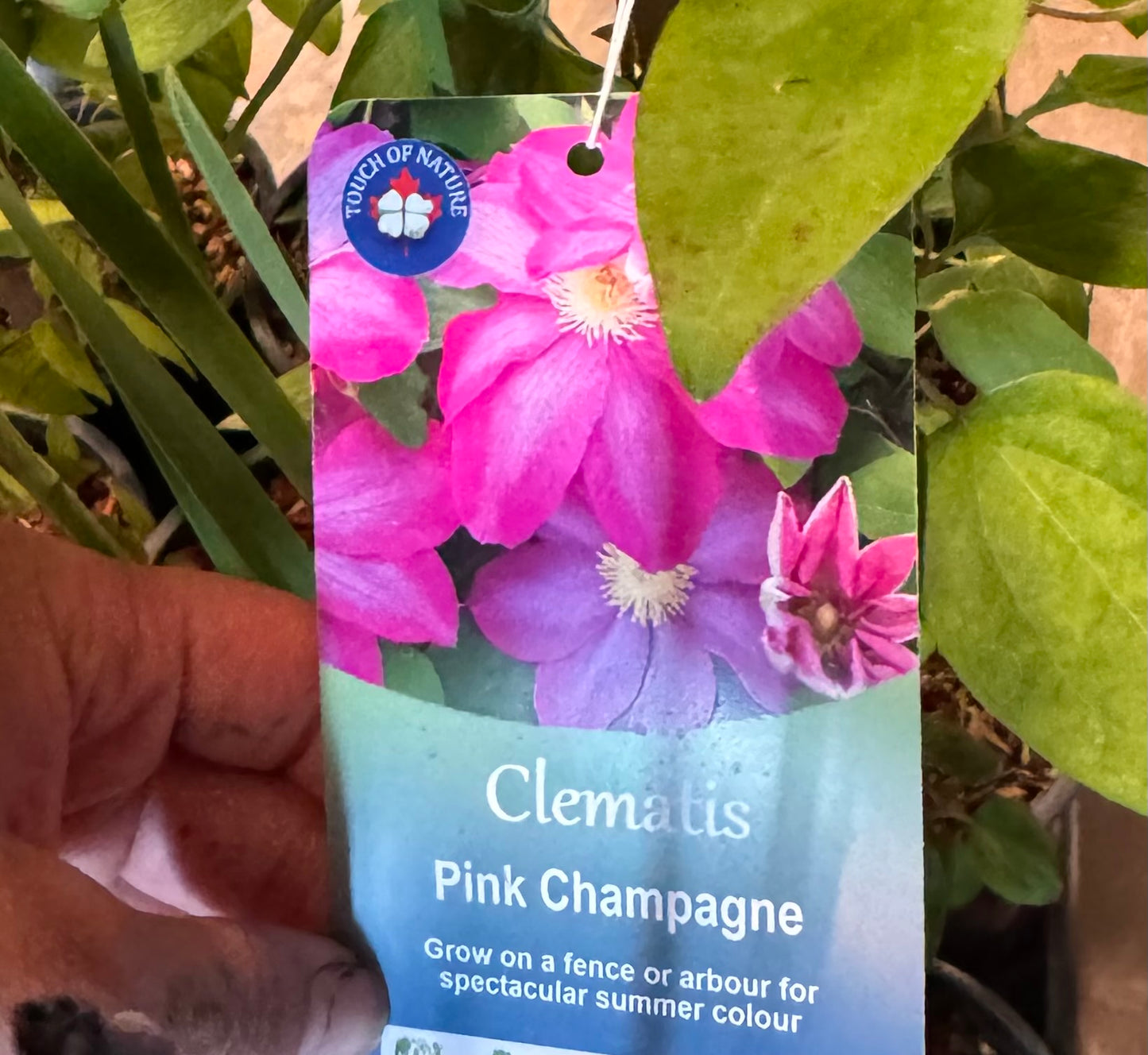 Clematis | Garden Seedling