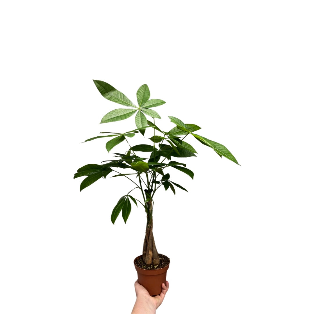 Money Tree |  Pachira