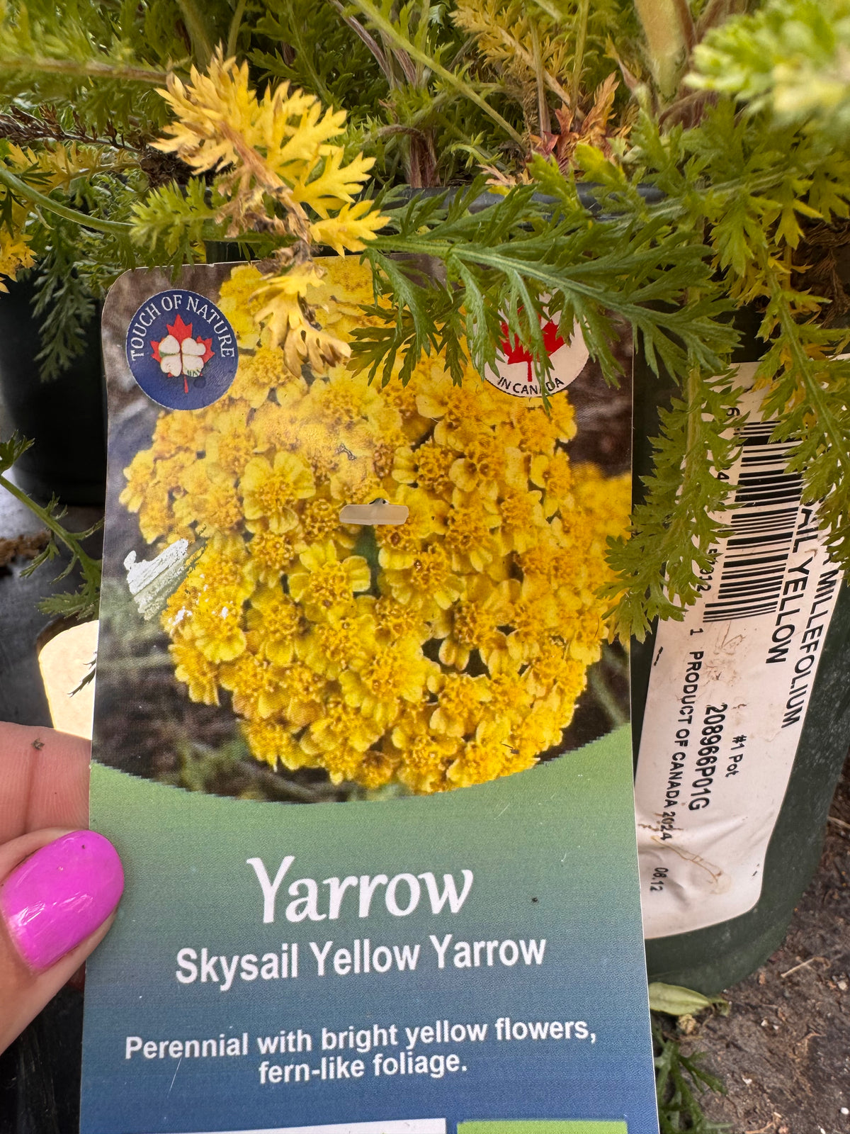 Achillea | Garden Seedling