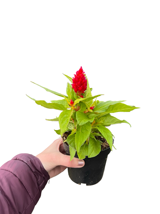 Celosia | Garden Seedling
