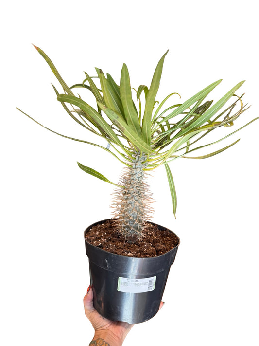 Madagascar Palm