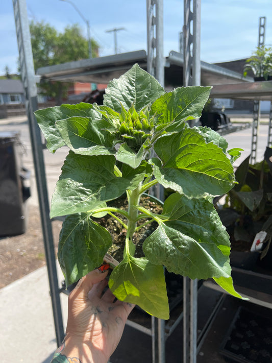 Sunflower 6”| Garden Seedling