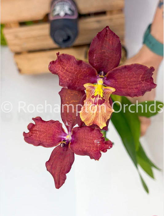Orchids | Cyrtonia Jamier ‘Coffee’