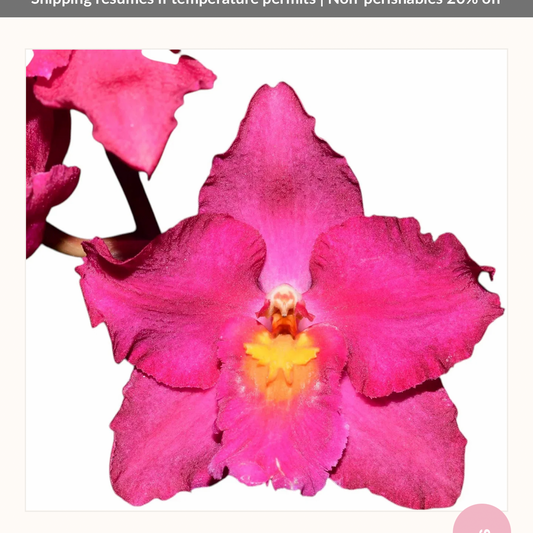 Orchids | Oncidium penguin