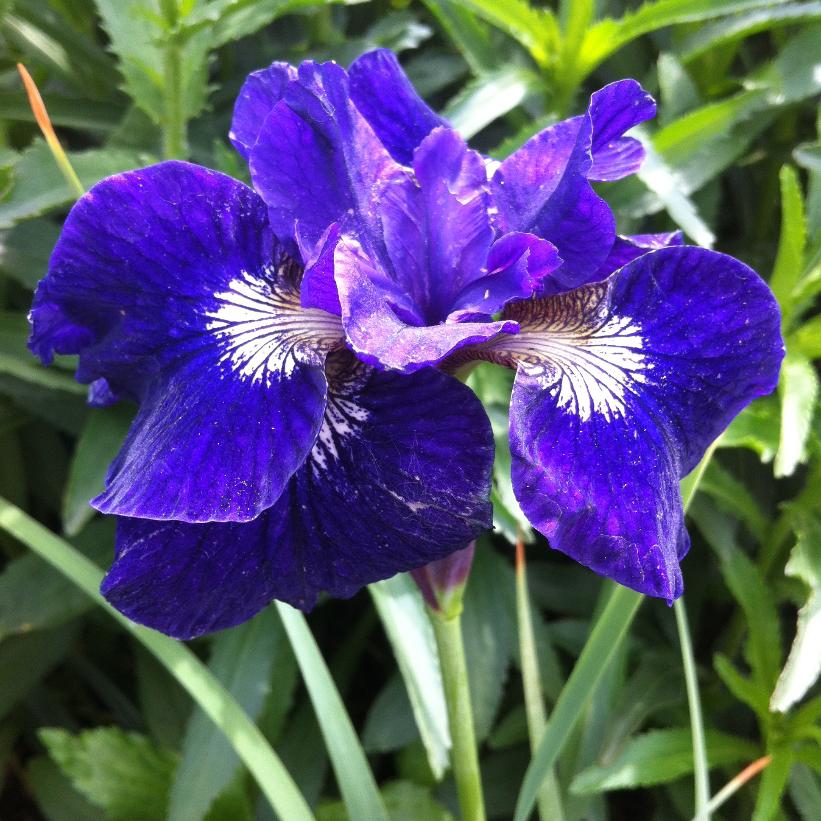 Iris | Garden Seedling