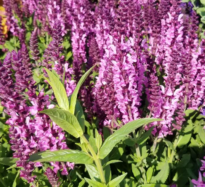 Salvia nemorosa | Garden Seedling