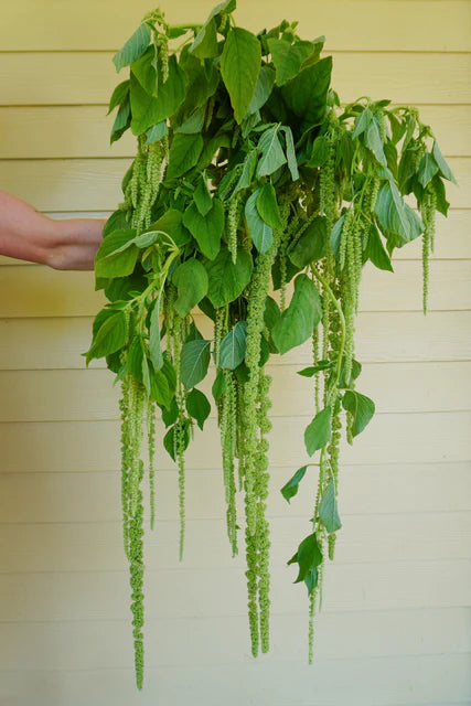 Seeds | Amaranth Green Tails