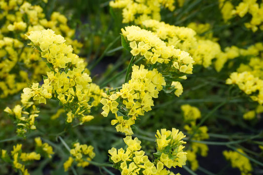 Seeds | Statice Lemon Yellow Bonduelli
