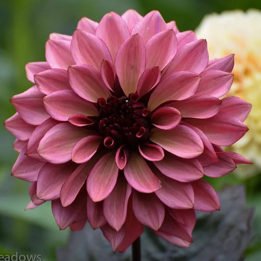 Dahlia Tubers | Night Silence