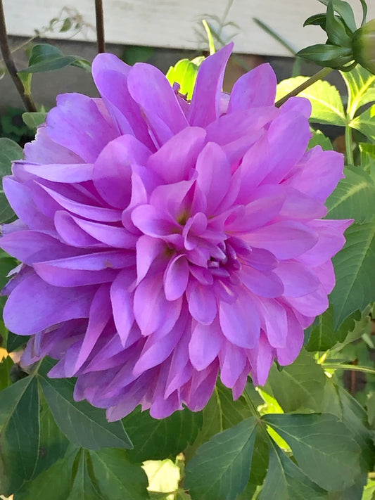 Dahlia Tubers | Bluetiful Decorative