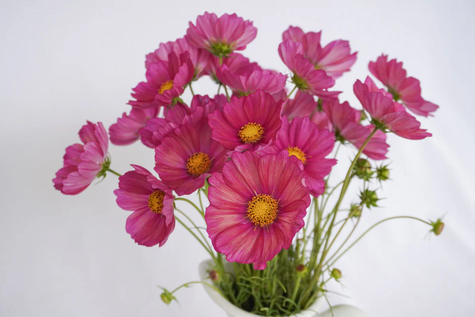 Seeds | Cosmos xsenia