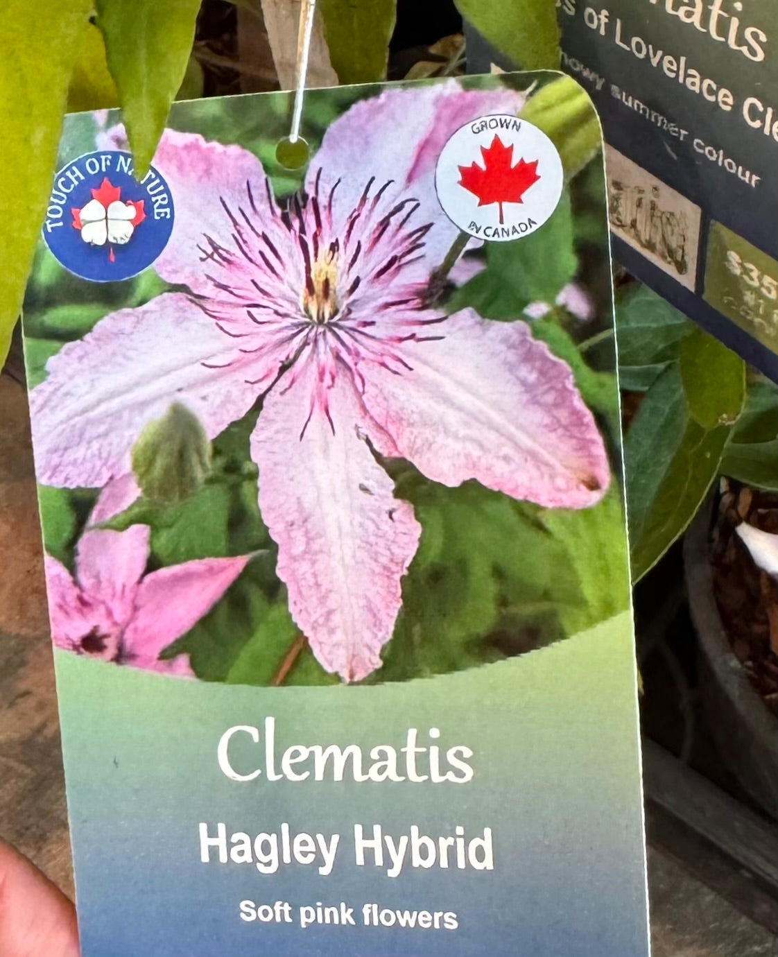 Clematis | Garden Seedling