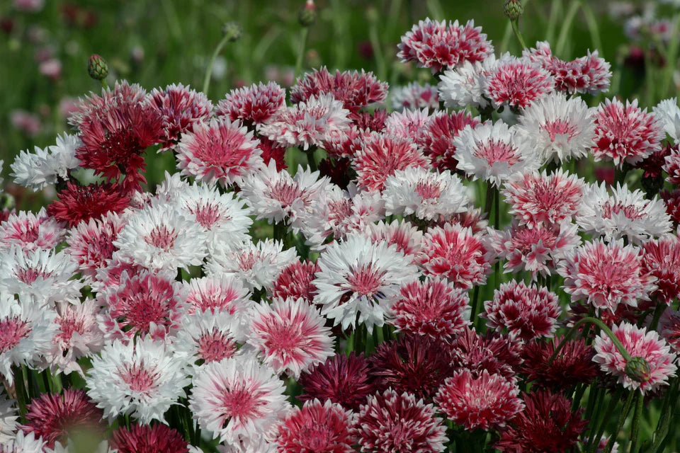 Seeds | Cornflower Classic Romantic