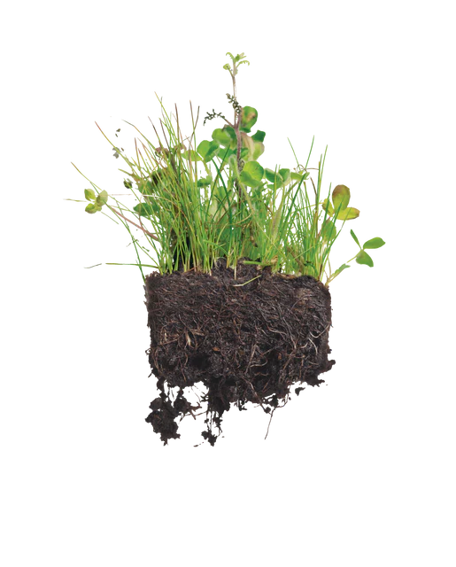 Lawn Replacement | Easycare Envirolawn