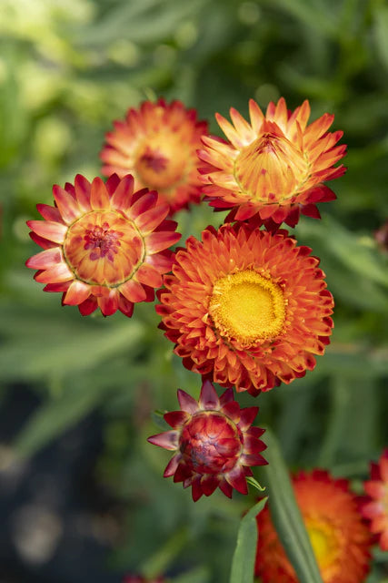 Seeds | Strawflower King Size Orange
