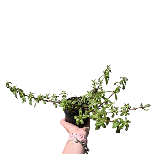 Portulaca | Garden Seedling