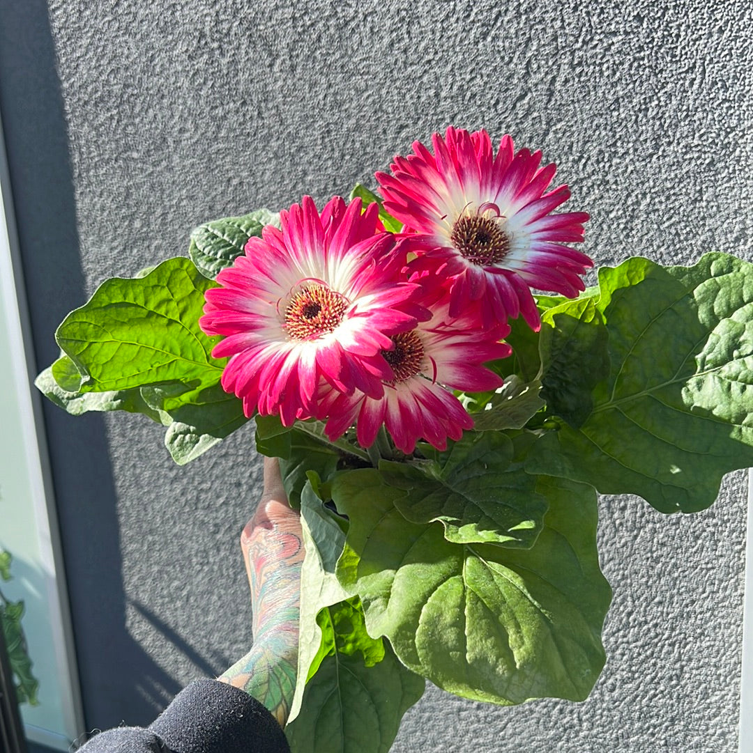 Gerber Daisy | Garden Seedling