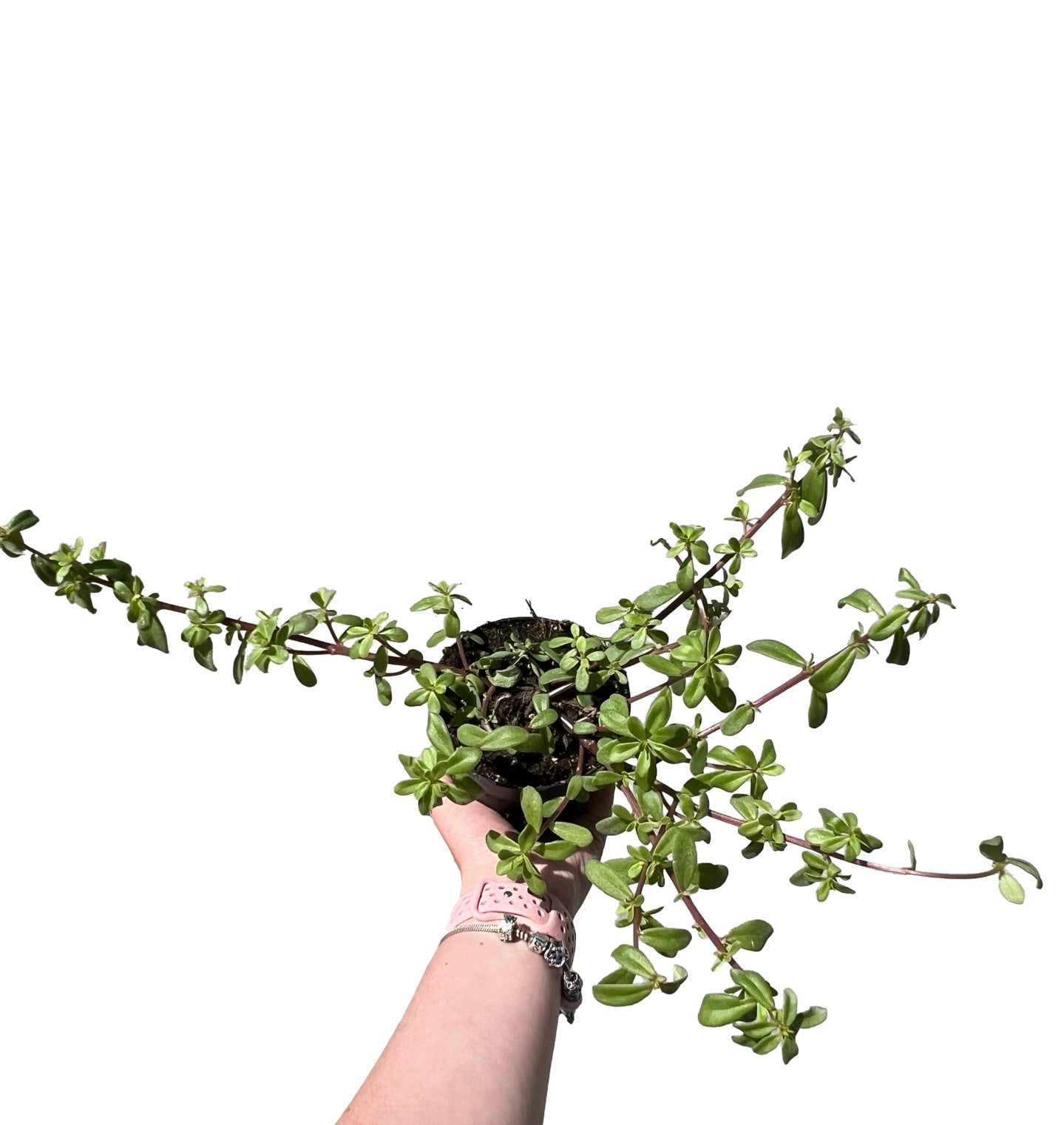 Portulaca | Garden Seedling