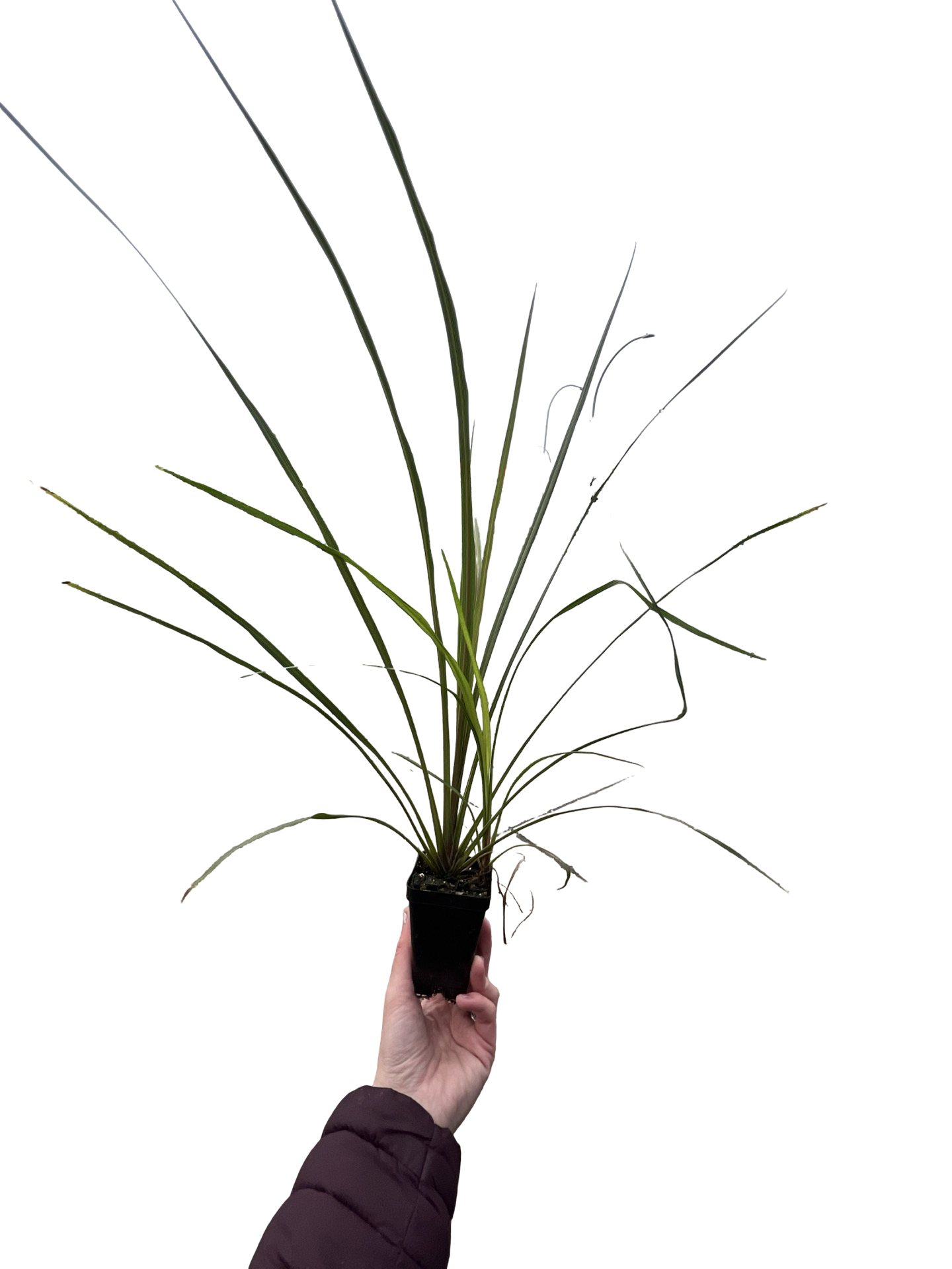 Dracaena Green Spikes |garden seedling