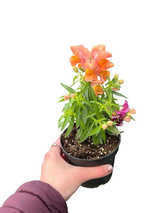 Snapdragon | Garden Seedling