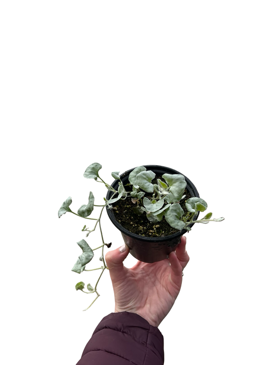 Dichondra Silver 4" | Garden Seedling