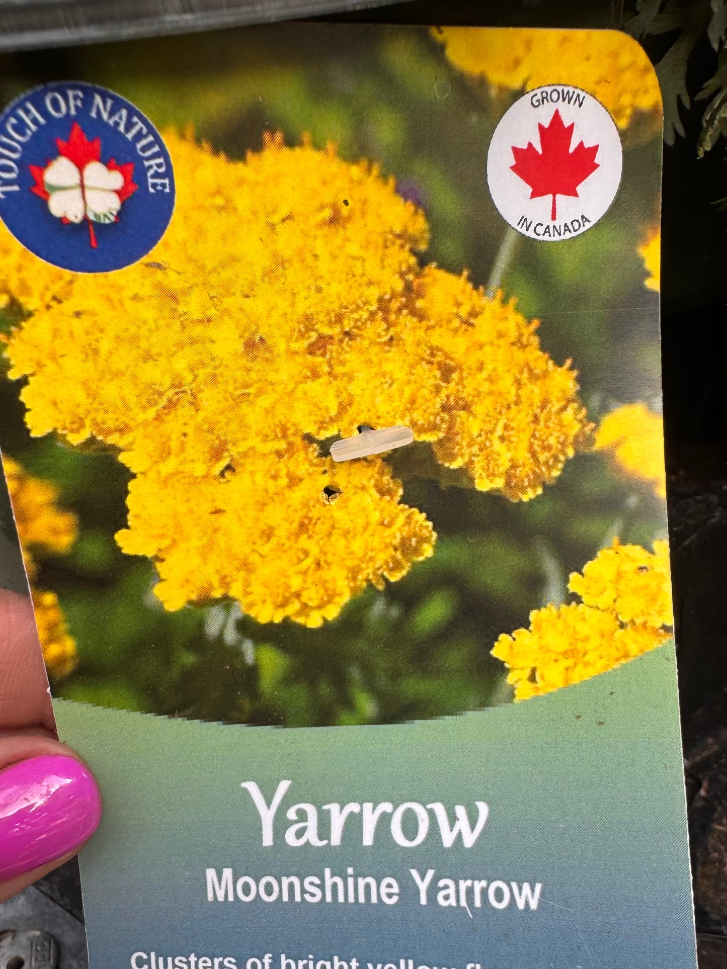 Achillea | Garden Seedling