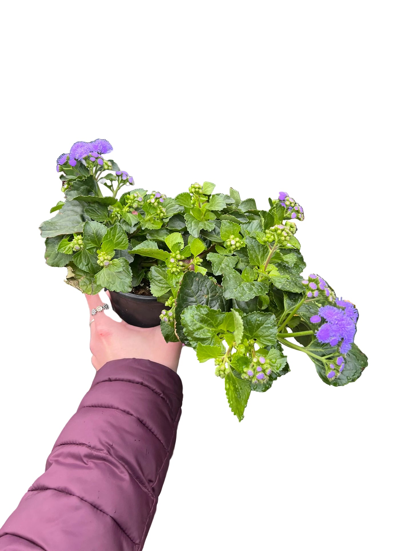 Ageratum | Garden Seedling