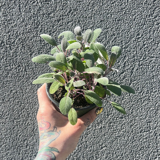 Sage 2.5"  | Garden Seedling