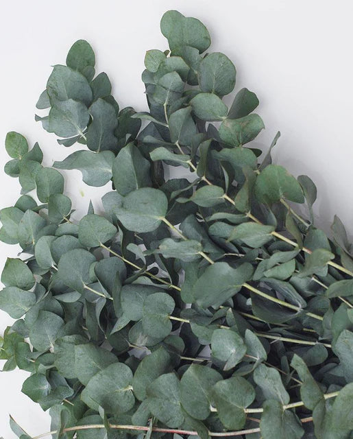 Seeds | Eucalyptus Silver Dollar Tree