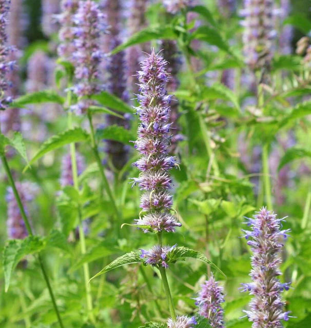 Seeds | Licorice MInt