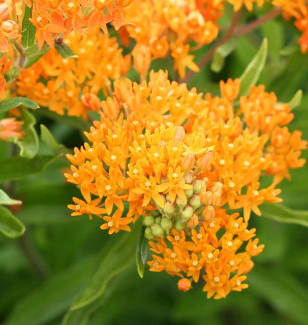 Seeds | Asclepias Butterly Bush