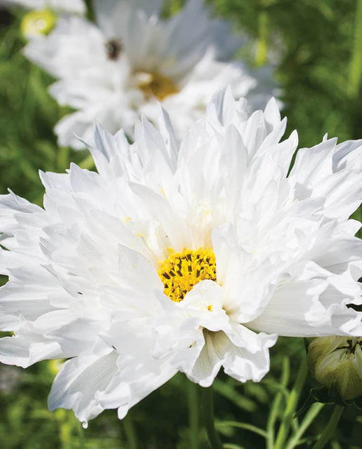Seeds | Cosmos Snow Puff Double Click