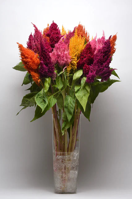 Seeds | Celosia Sunday Mix