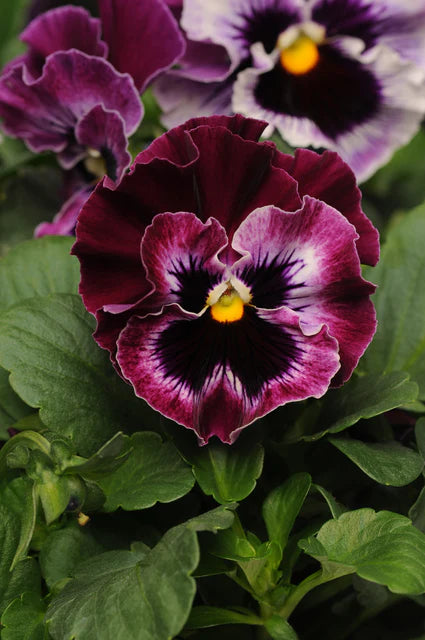 Seeds | Pansies & Violas Frizzle Sizzle Raspberry