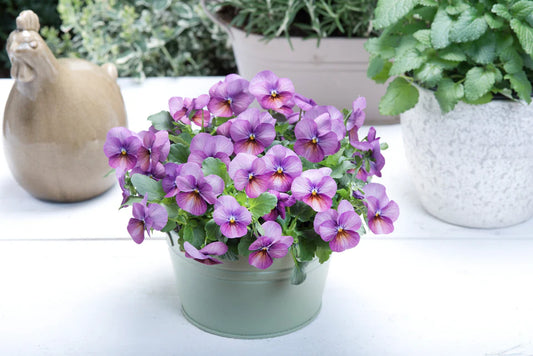 Seeds | Pansies & Violas Plum Antique