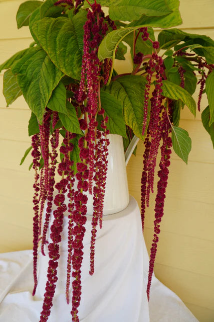 Seeds | Amaranth Love Lies Bleeding
