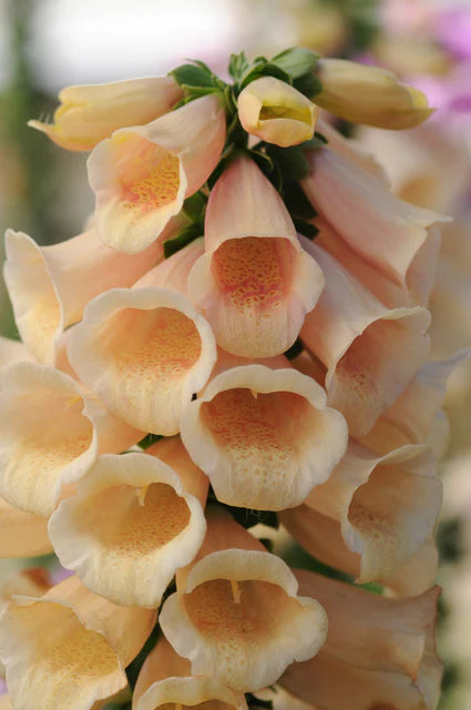 Seeds | Foxgloves Dalmation Peach
