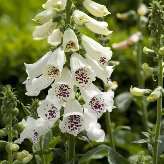 Seeds | Foxgloves Dalmation White
