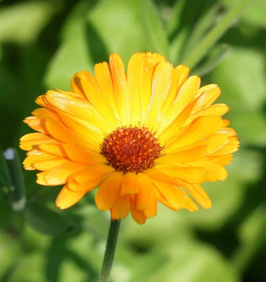 Seeds | Calendula Single Orange