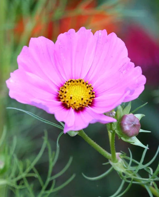 Seeds | Cosmos Sensation blend